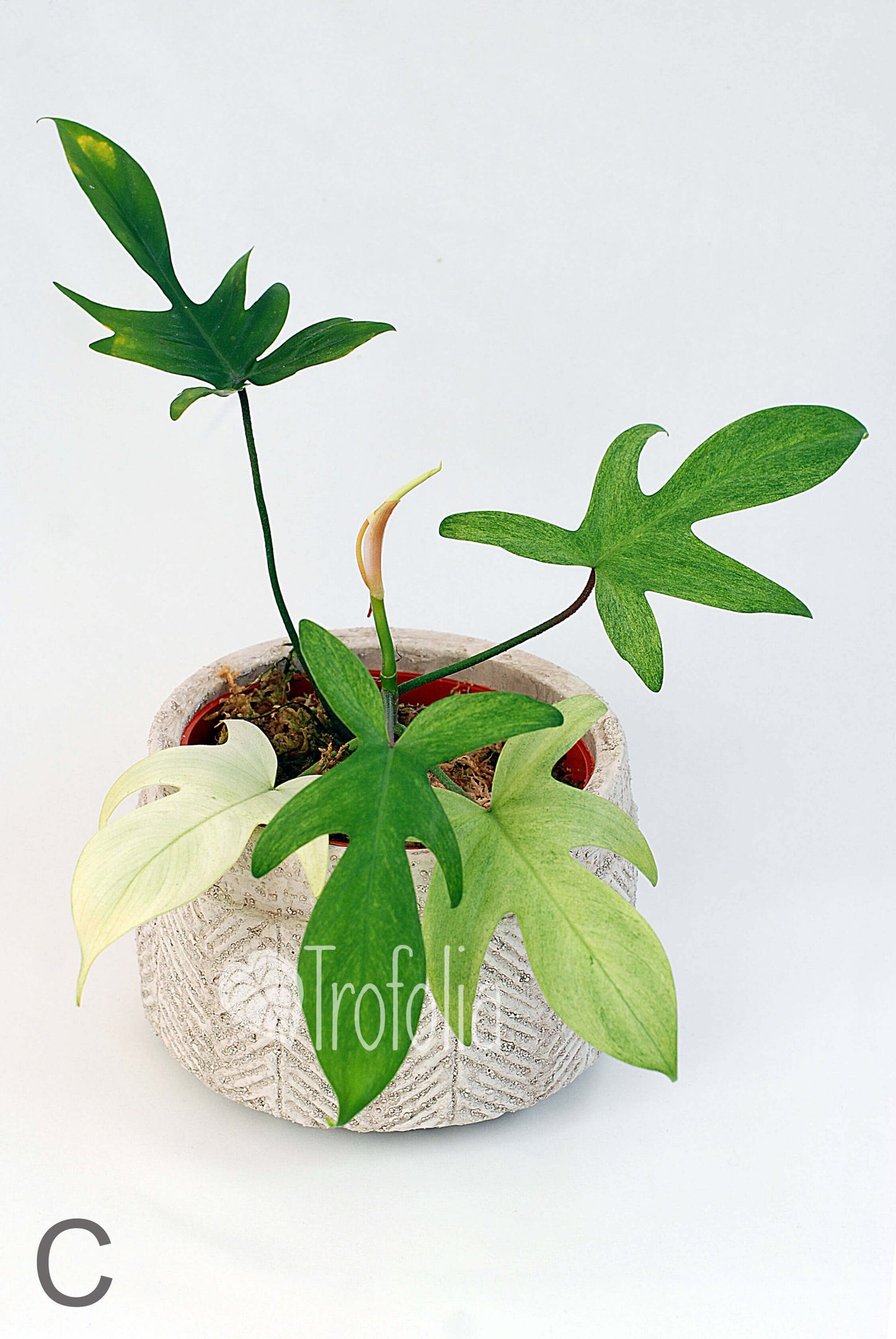 Philodendron Florida Ghost (multiple sizes) - Trofolia