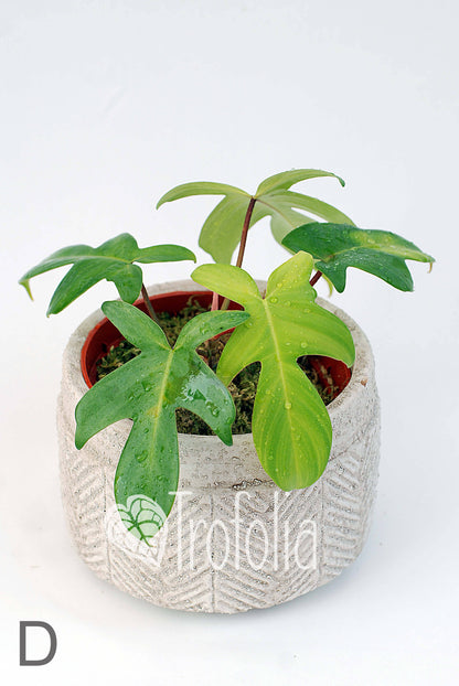 Philodendron Florida Ghost (multiple sizes) - Trofolia