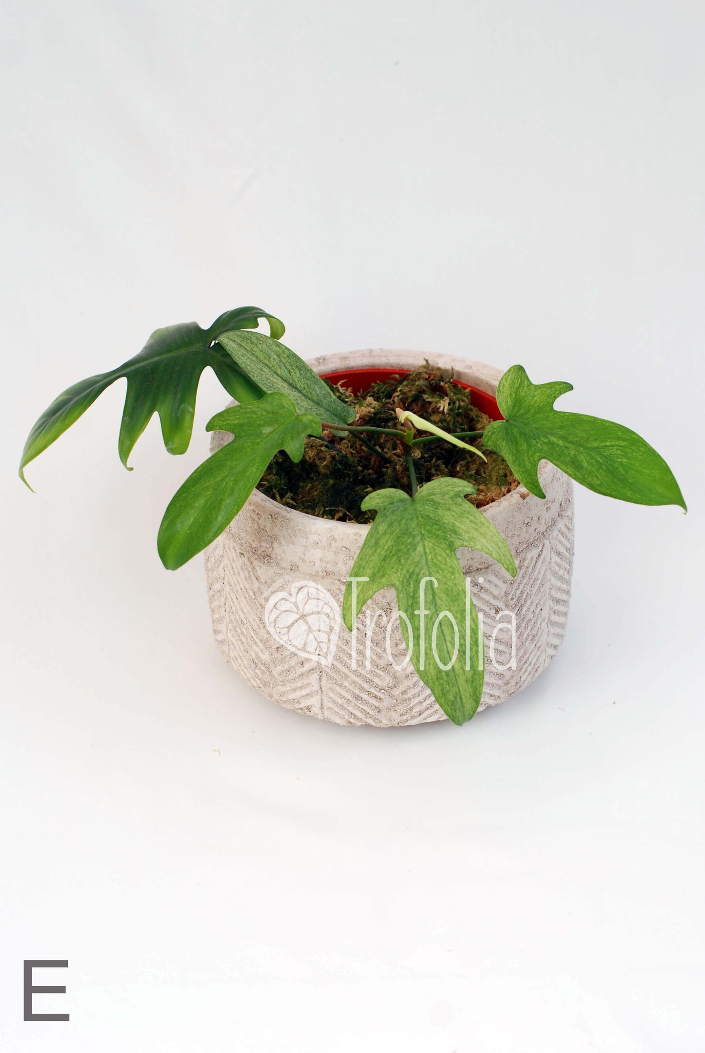 Philodendron Florida Ghost (multiple sizes) - Trofolia