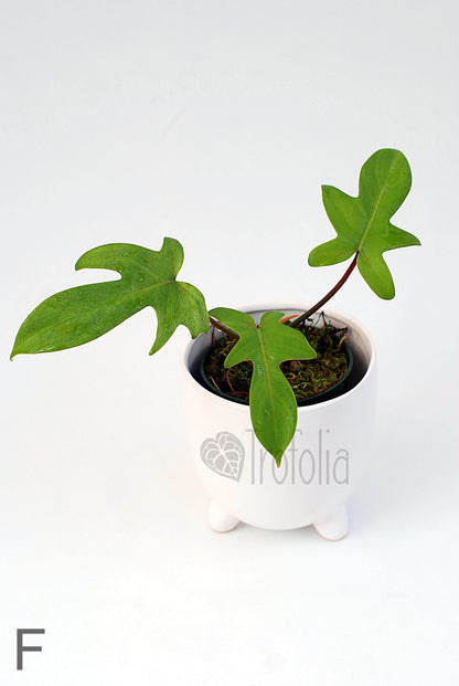 Philodendron Florida Ghost (multiple sizes) - Trofolia