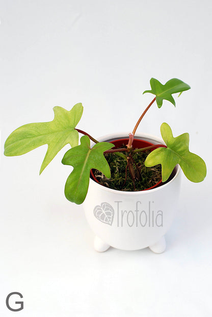 Philodendron Florida Ghost (multiple sizes) - Trofolia