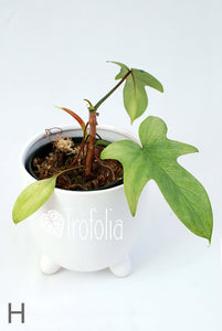 Philodendron Florida Ghost (multiple sizes) - Trofolia