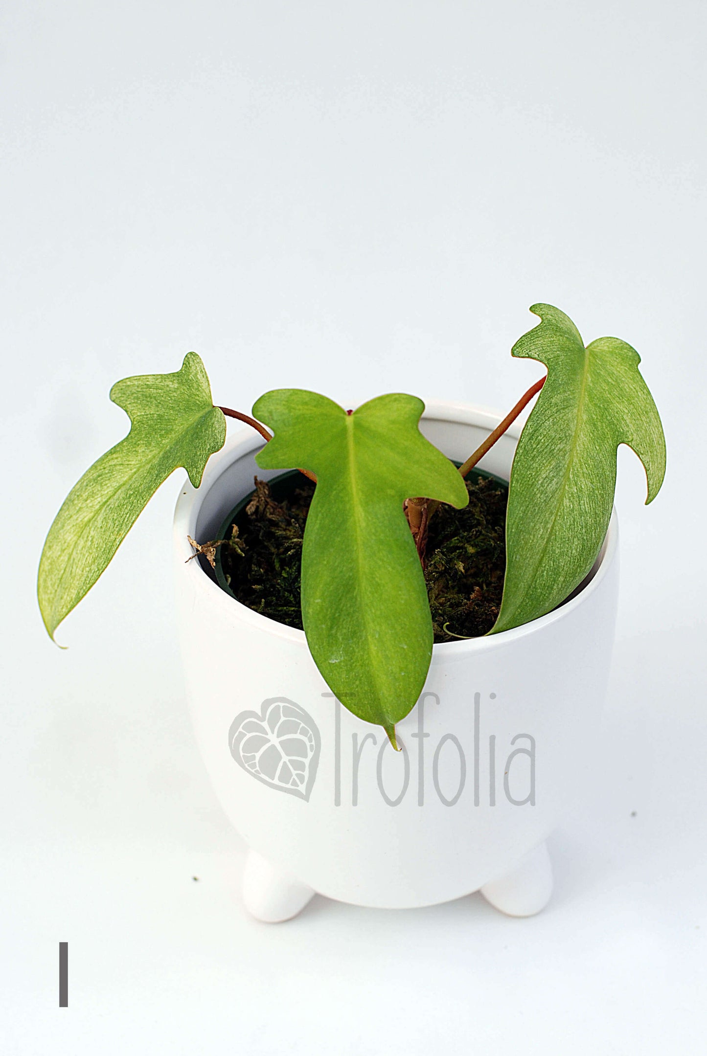 Philodendron Florida Ghost (multiple sizes) - Trofolia