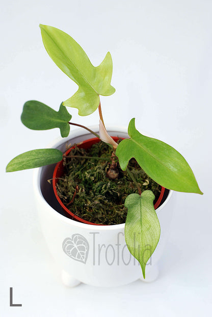 Philodendron Florida Ghost (multiple sizes) - Trofolia