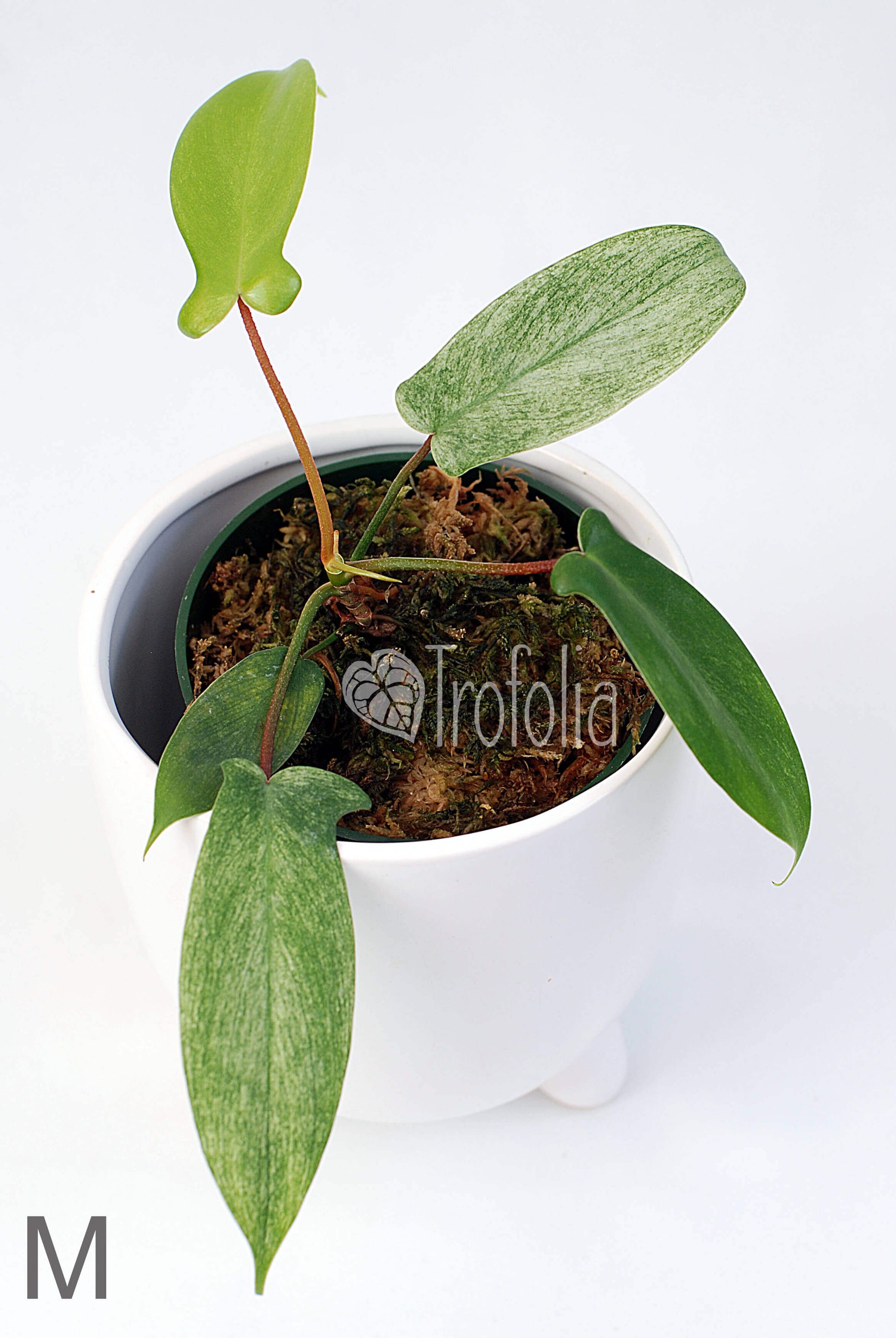 Philodendron Florida Ghost (multiple sizes) - Trofolia