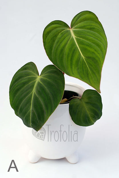 Philodendron Gloriosum (multiple sizes) - Trofolia