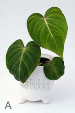 Load image into Gallery viewer, Philodendron Gloriosum (multiple sizes) - Trofolia