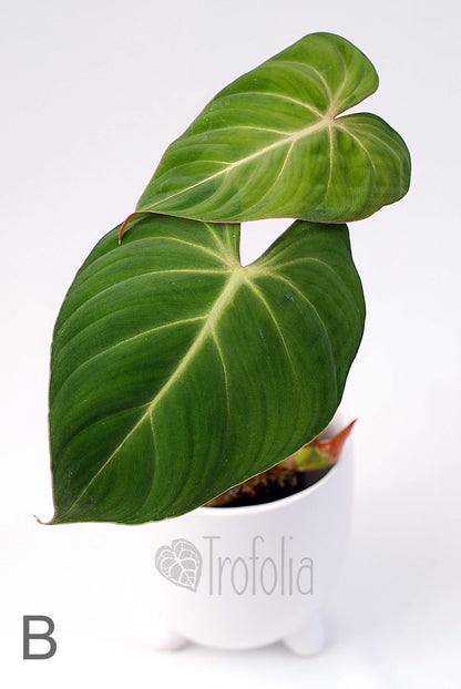 Philodendron Gloriosum (multiple sizes) - Trofolia