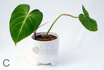 Philodendron Gloriosum (multiple sizes) - Trofolia