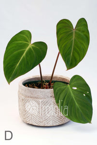 Philodendron Gloriosum (multiple sizes) - Trofolia