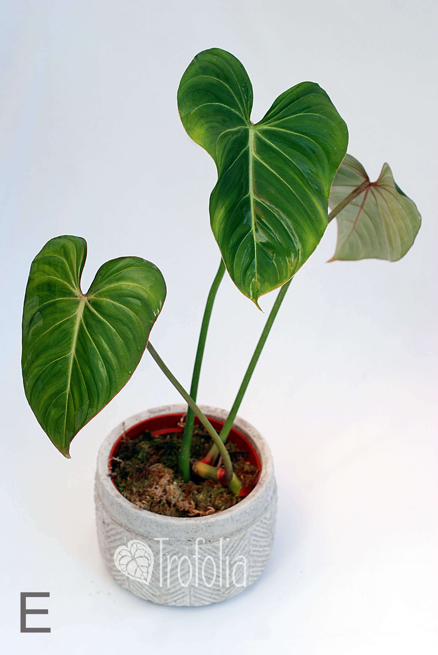 Philodendron Gloriosum (multiple sizes) - Trofolia