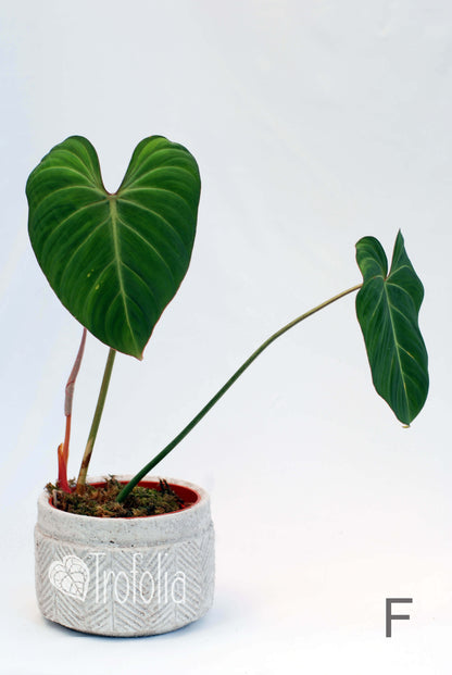 Philodendron Gloriosum (multiple sizes) - Trofolia