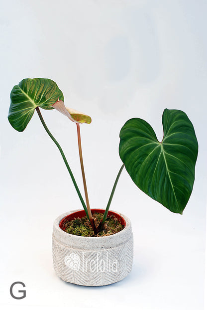 Philodendron Gloriosum (multiple sizes) - Trofolia