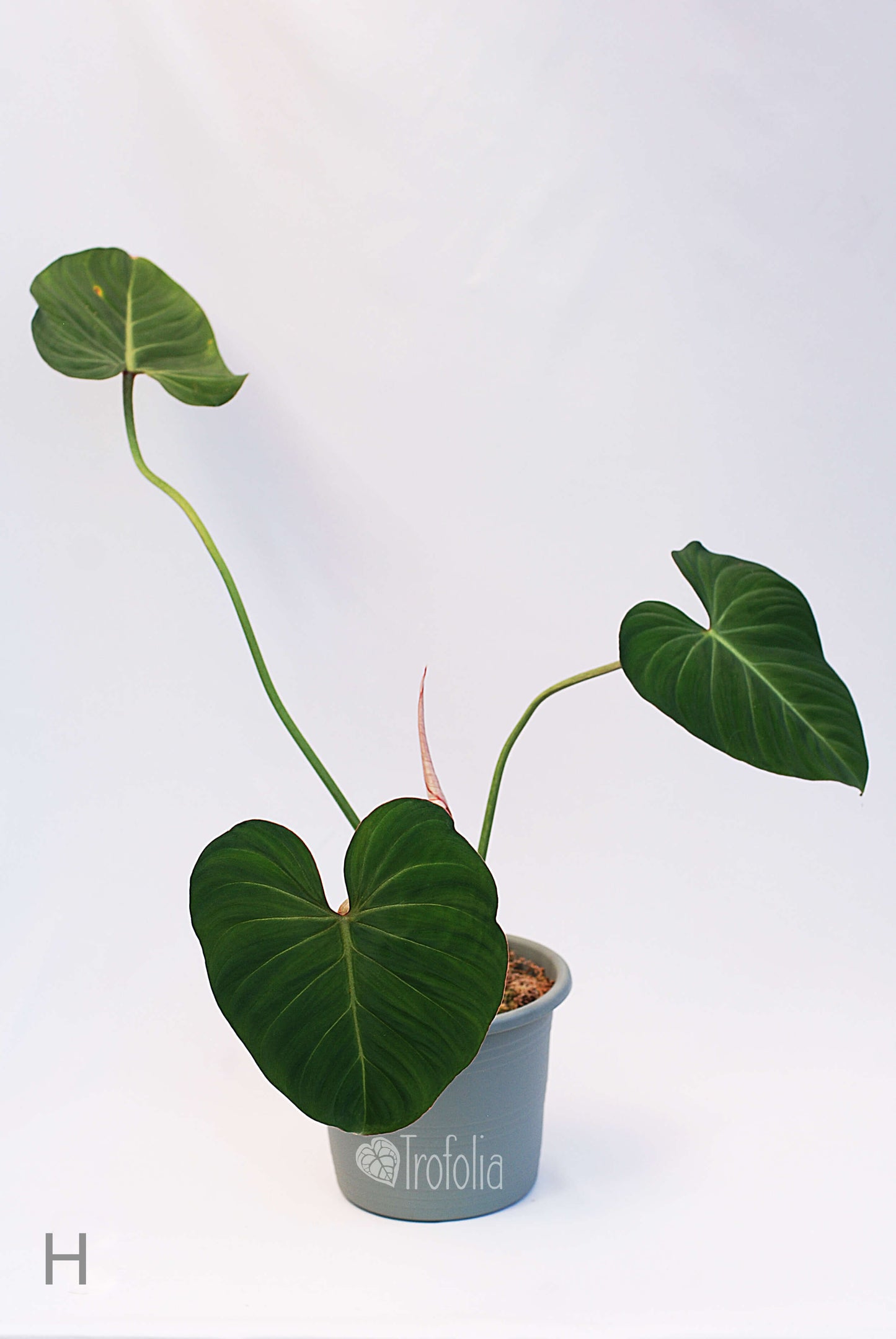 Philodendron Gloriosum (multiple sizes) - Trofolia