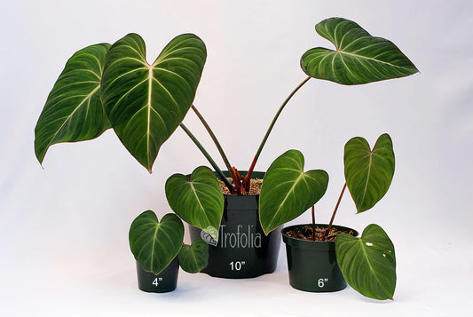 Philodendron Gloriosum (multiple sizes) - Trofolia