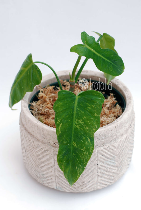 Philodendron Golden Dragon (multiple sizes) - Trofolia