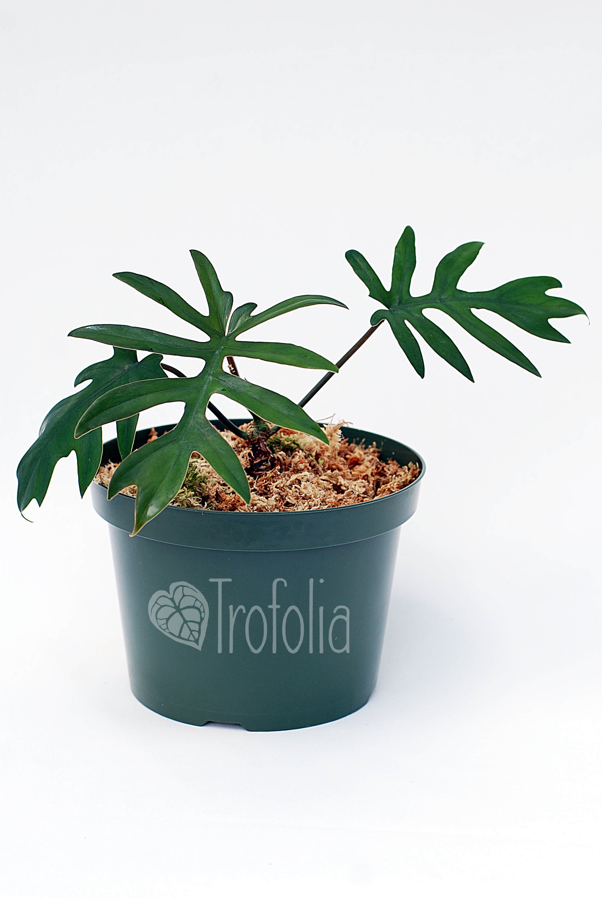 Philodendron Mayoi  Trofolia