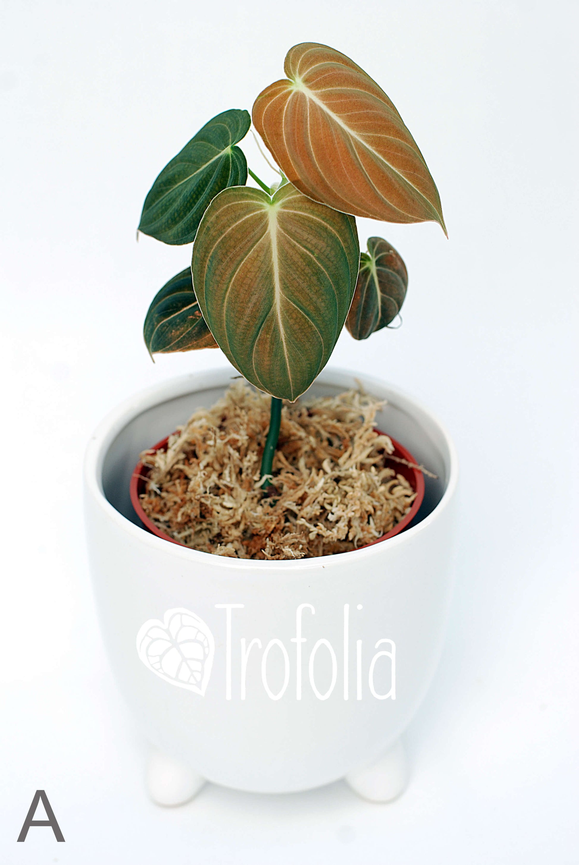 Philodendron Melanochrysum (multiple sizes) - Trofolia