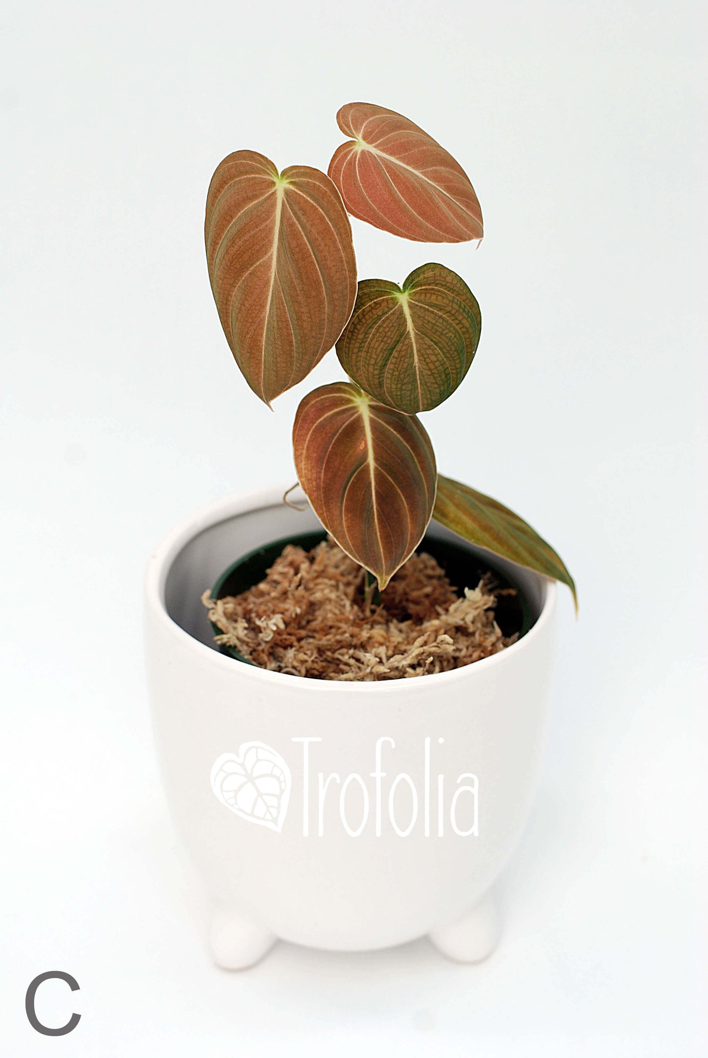 Philodendron Melanochrysum (multiple sizes) - Trofolia