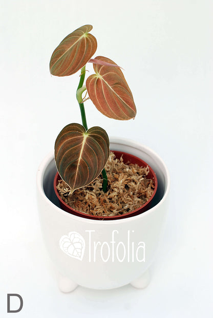 Philodendron Melanochrysum (multiple sizes) - Trofolia