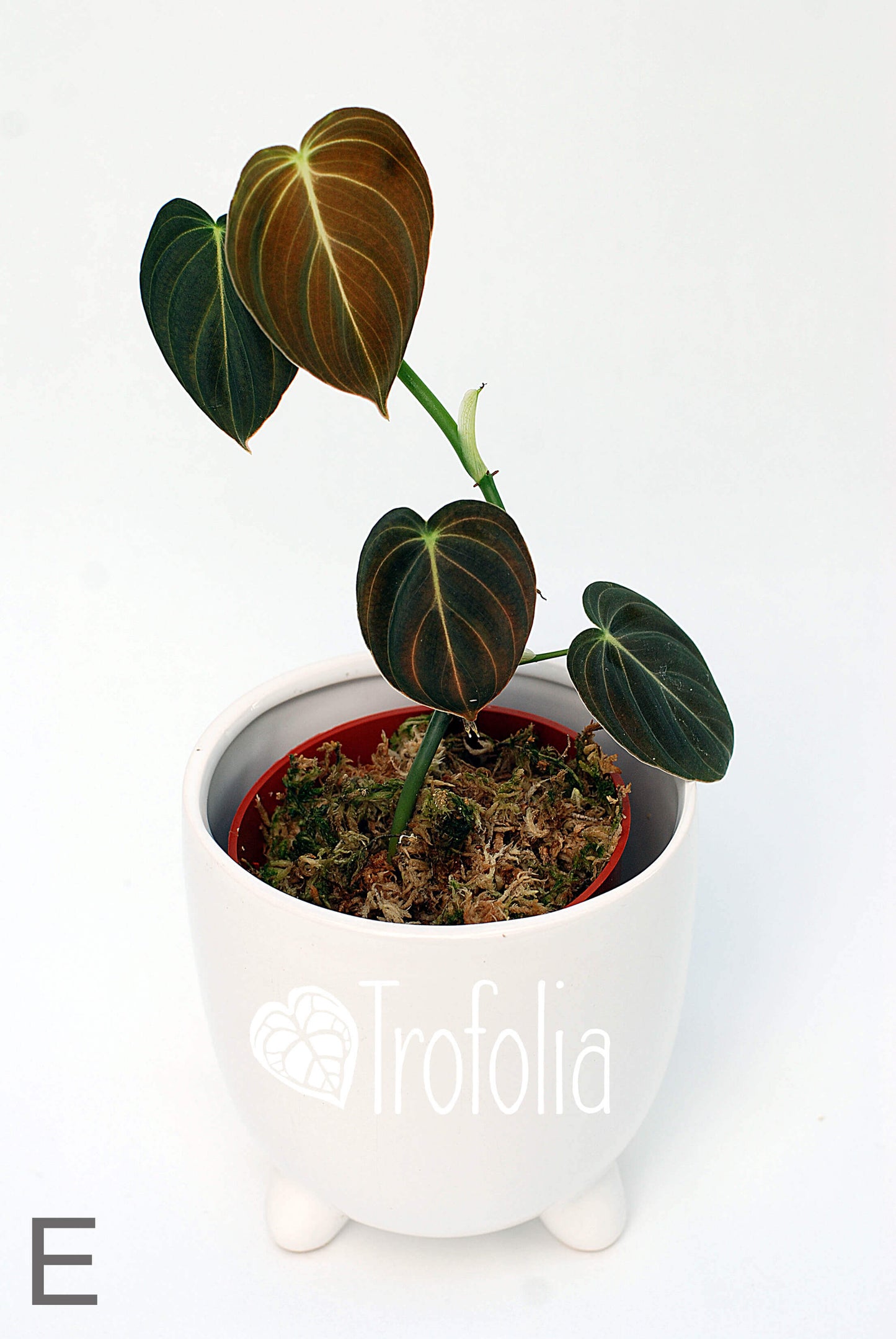 Philodendron Melanochrysum (multiple sizes) - Trofolia