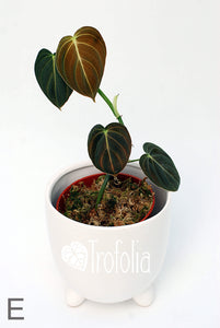 Philodendron Melanochrysum (multiple sizes) - Trofolia
