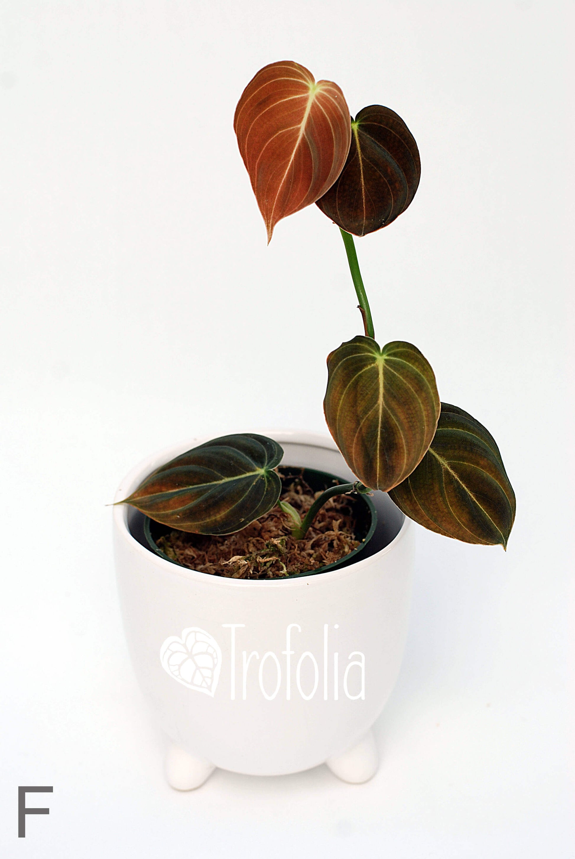 Philodendron Melanochrysum (multiple sizes) - Trofolia