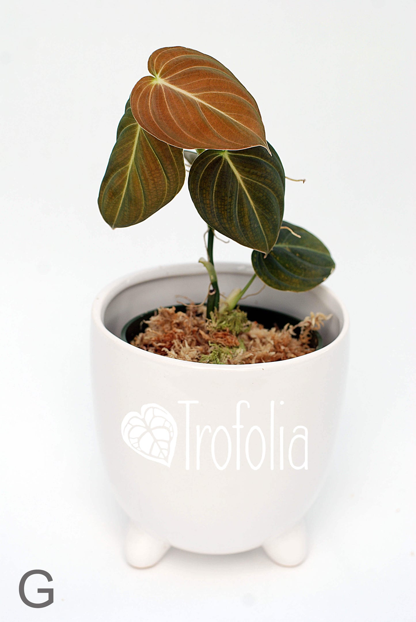 Philodendron Melanochrysum (multiple sizes) - Trofolia