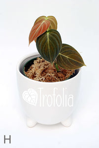 Philodendron Melanochrysum (multiple sizes) - Trofolia
