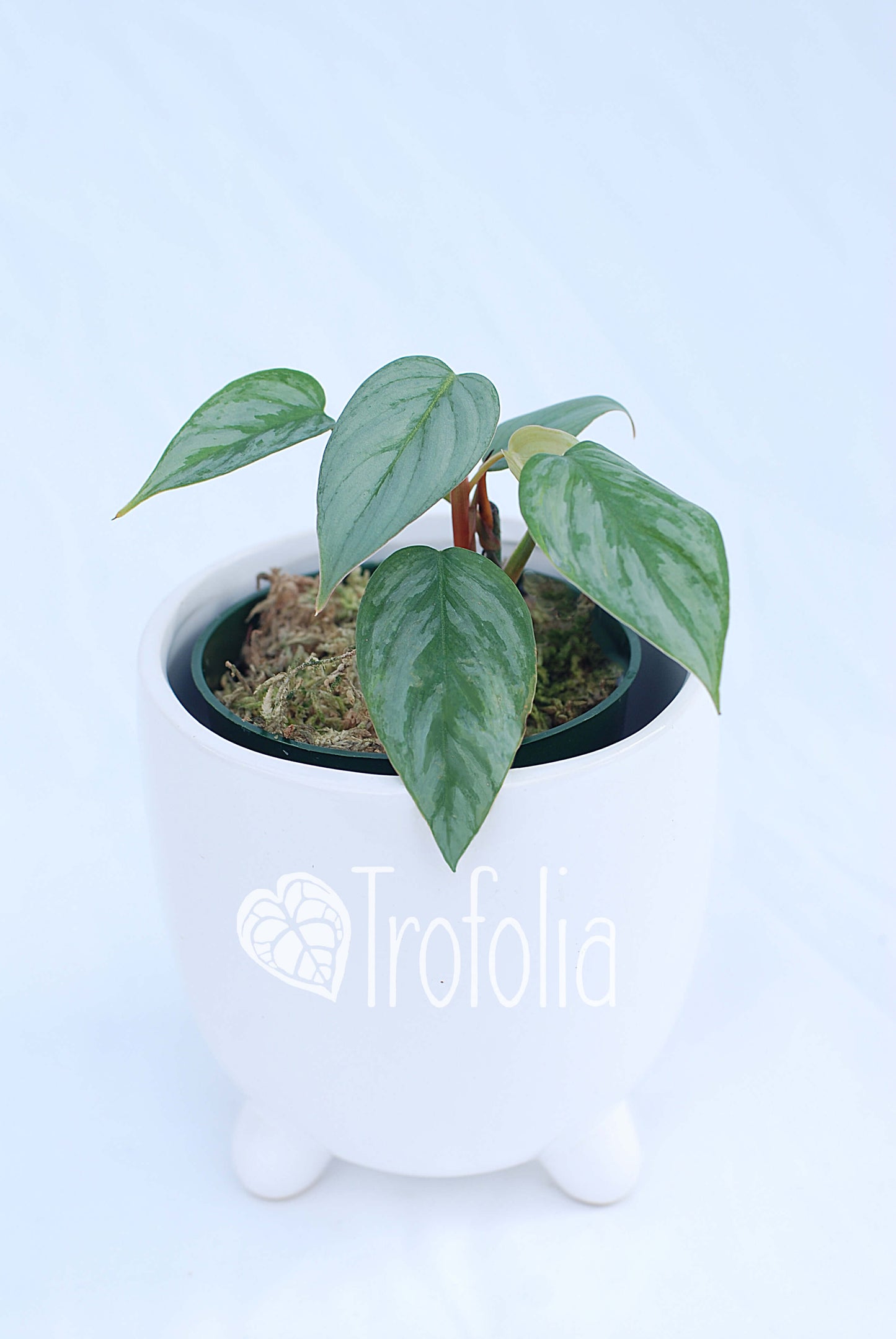 Philodendron Sodirini - Trofolia