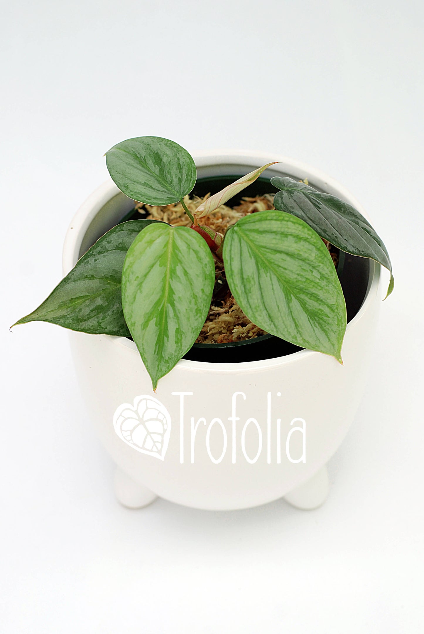 Philodendron Sodiroi - Trofolia