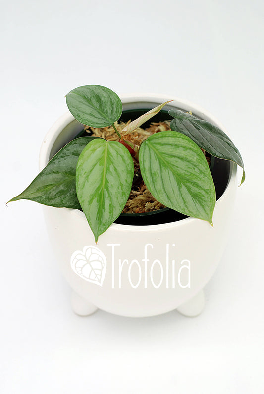 Philodendron Sodiroi - Trofolia