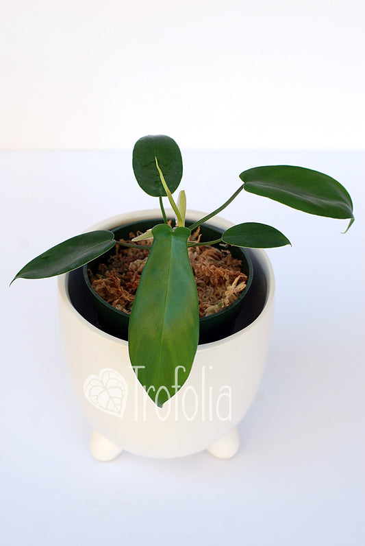 Philodendron Squamiferum Pedatum Juvenile - Trofolia