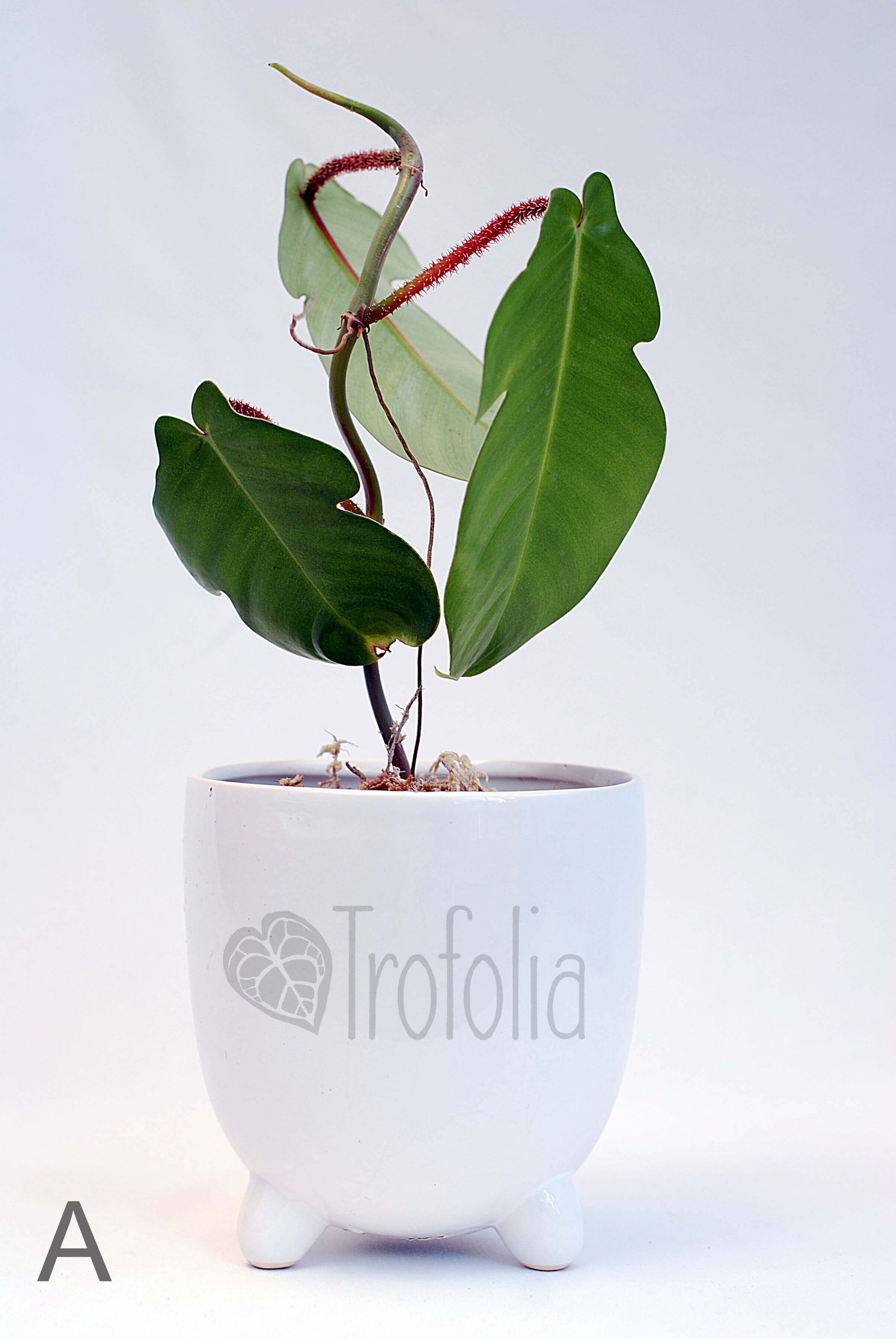 hairy philodendron Philodendron Squamiferum Hairy (multiple sizes) – Trofolia