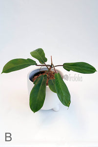 Philodendron Squamiferum Hairy (multiple sizes) - Trofolia
