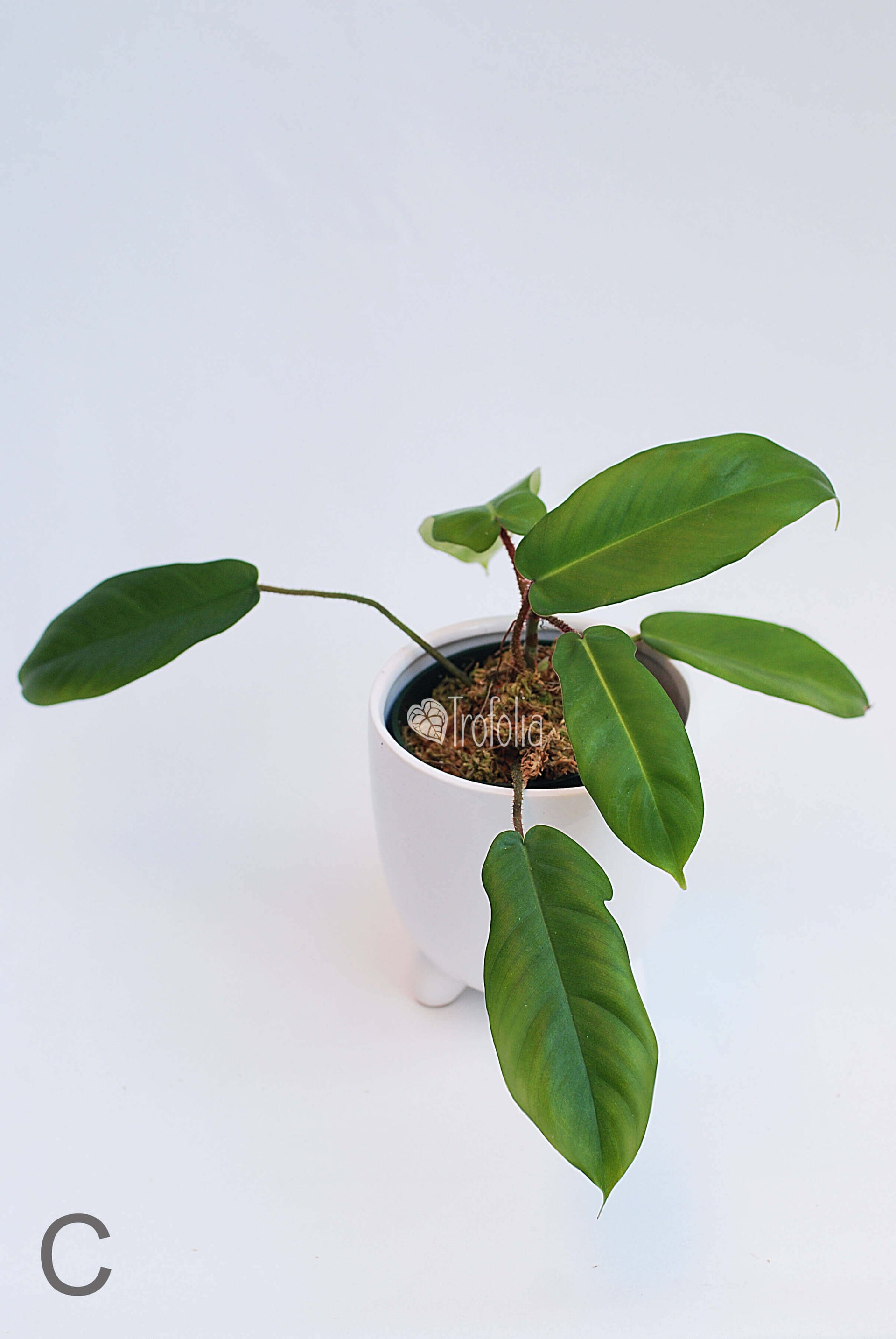 philodendron squamiferum moss pole Philodendron Squamiferum Hairy (multiple sizes) – Trofolia