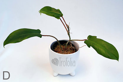 Philodendron Squamiferum Hairy (multiple sizes) - Trofolia