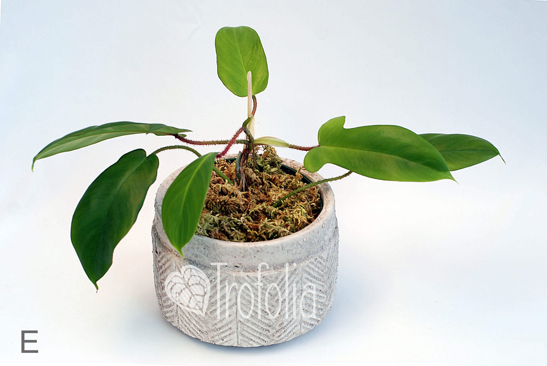 philodendron squamiferum moss pole Philodendron Squamiferum Hairy (multiple sizes) – Trofolia
