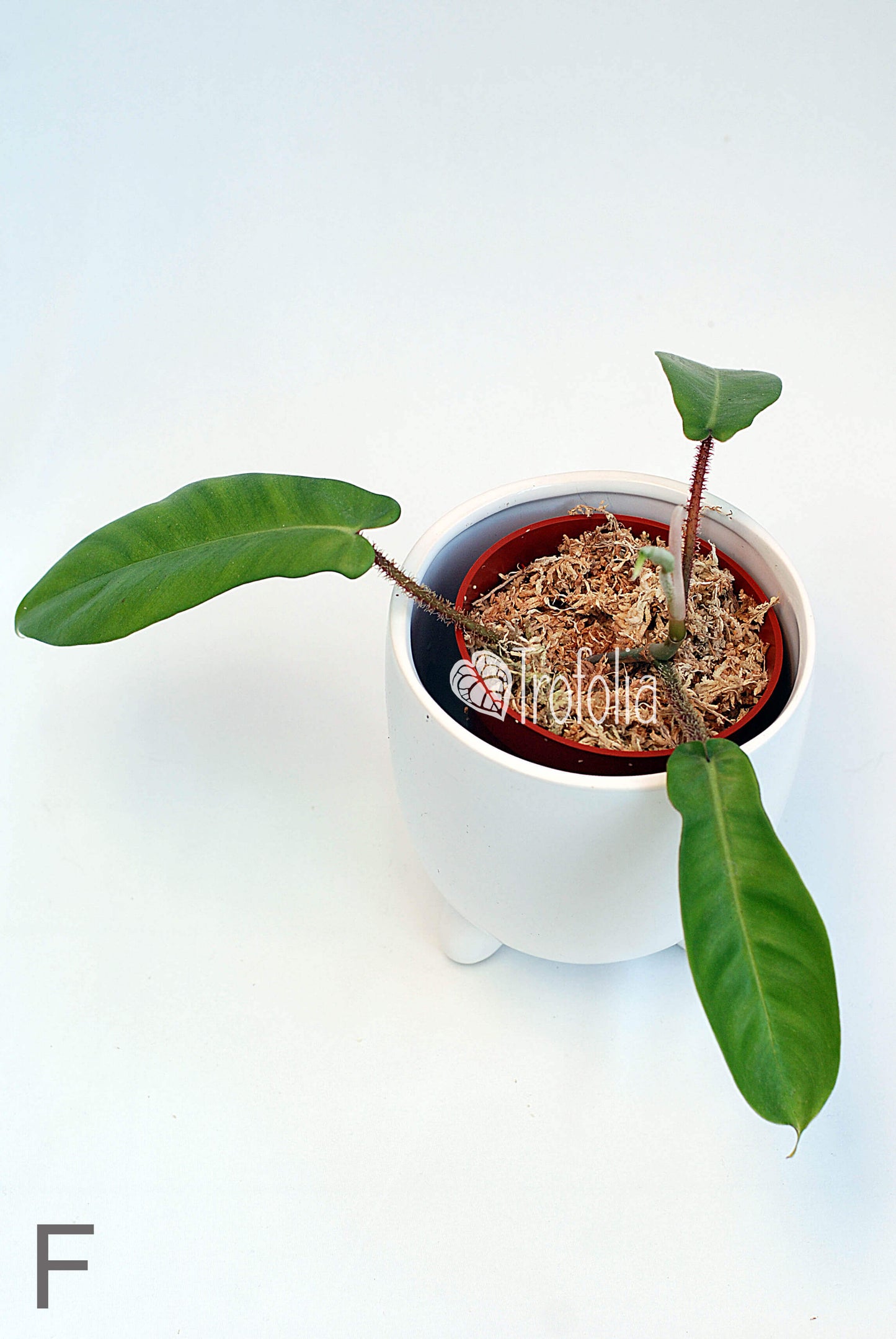 Philodendron Squamiferum Hairy (multiple sizes) - Trofolia