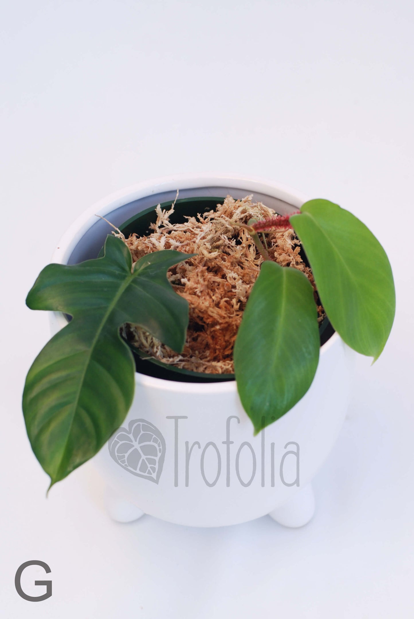 Philodendron Squamiferum Hairy (multiple sizes) - Trofolia