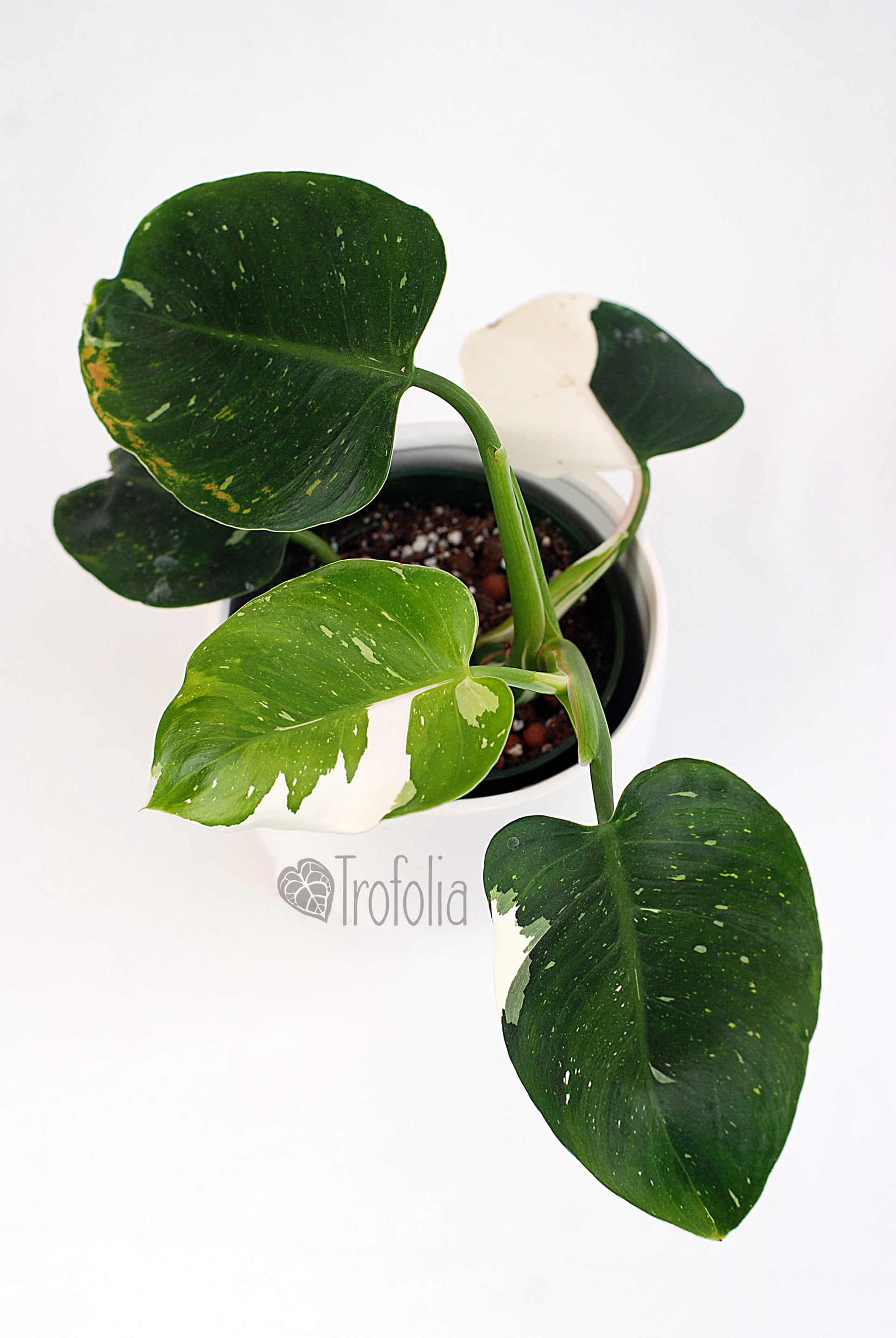 white wizard moss pole Philodendron White Wizard (multiple sizes) – Trofolia