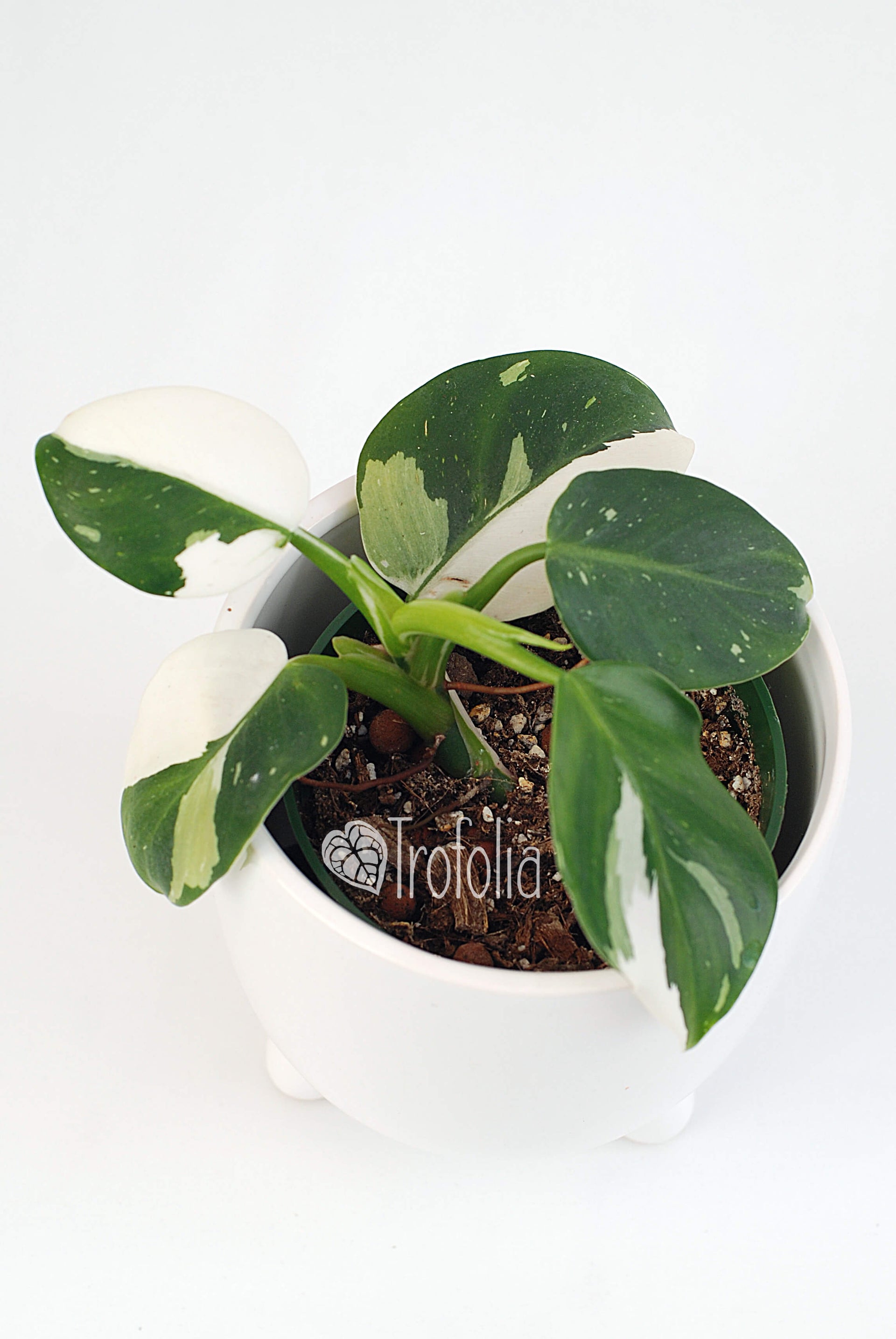 philodendron white wizard marble Philodendron White Wizard (multiple sizes) – Trofolia