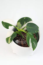 Load image into Gallery viewer, Philodendron White Wizard (multiple sizes) - Trofolia