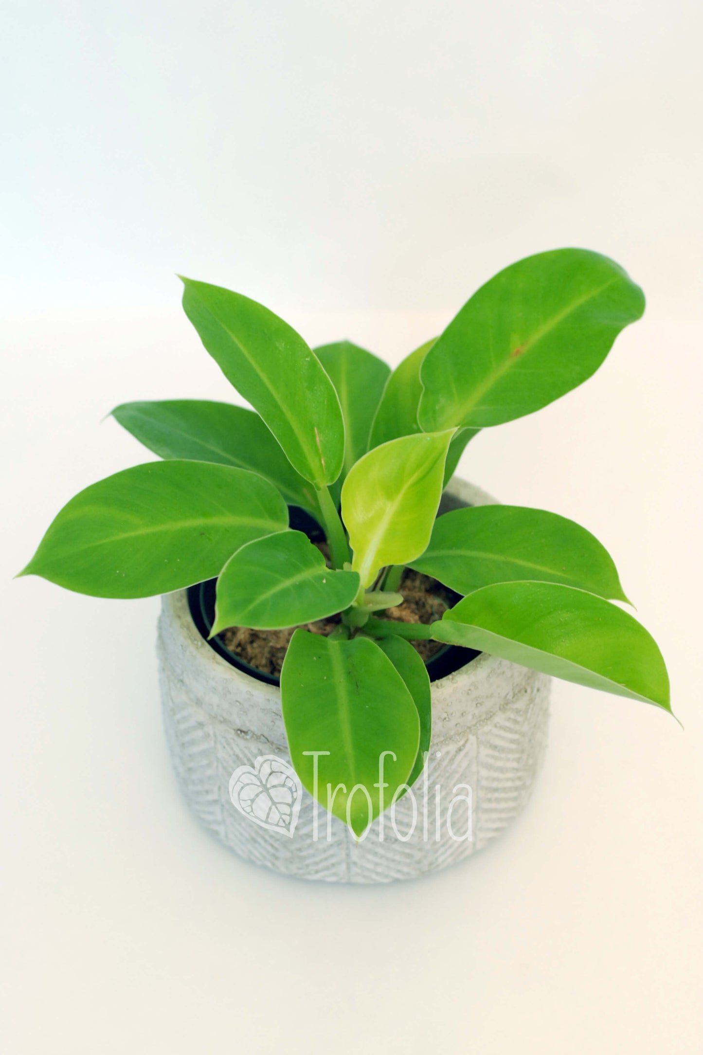 Philodendron Moonlight (multiple sizes) - Trofolia