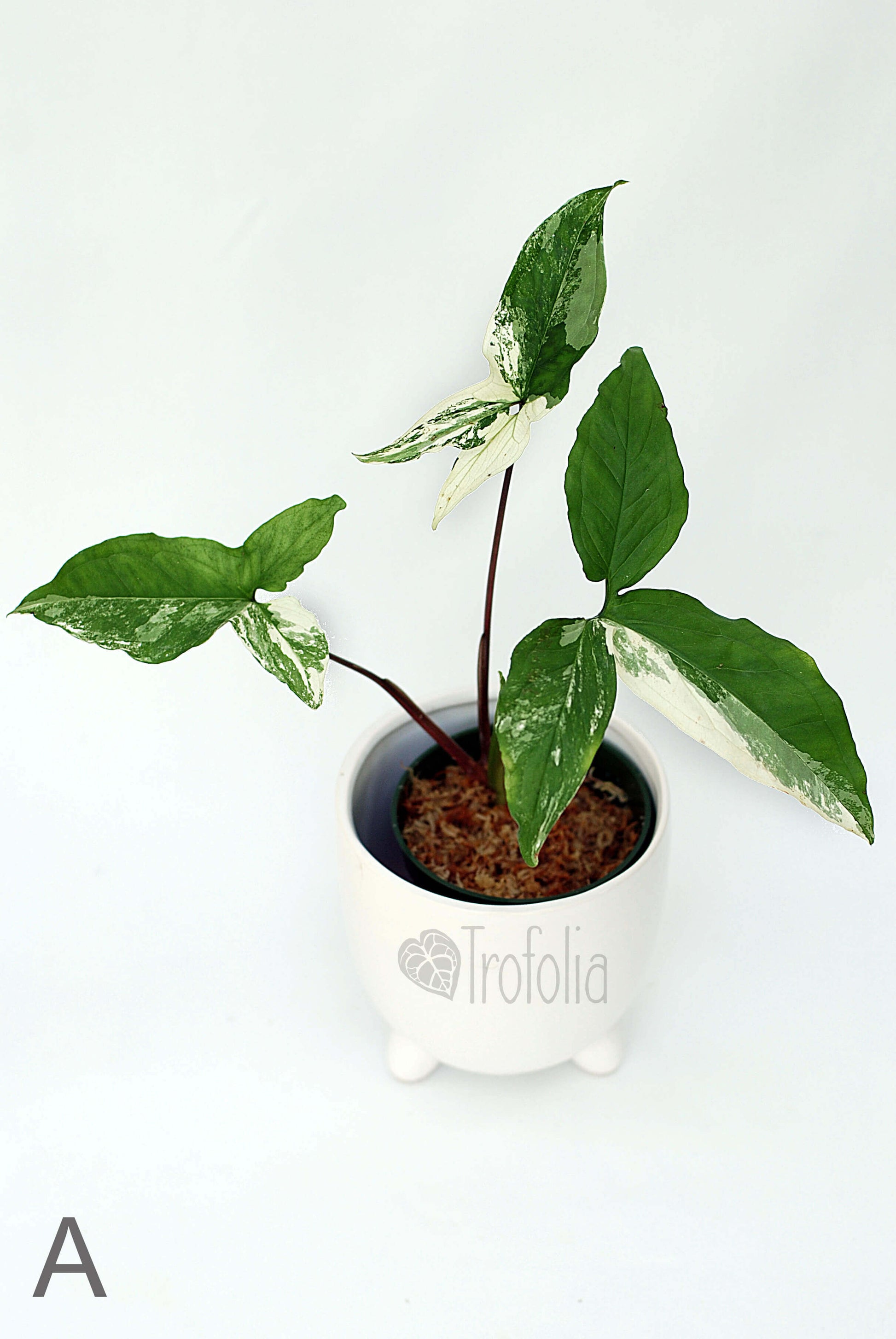 Syngonium Podophyllum Albovariegata (multiple sizes) - Trofolia