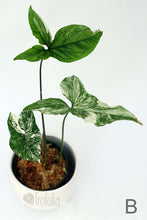 Load image into Gallery viewer, Syngonium Podophyllum Albovariegata (multiple sizes) - Trofolia