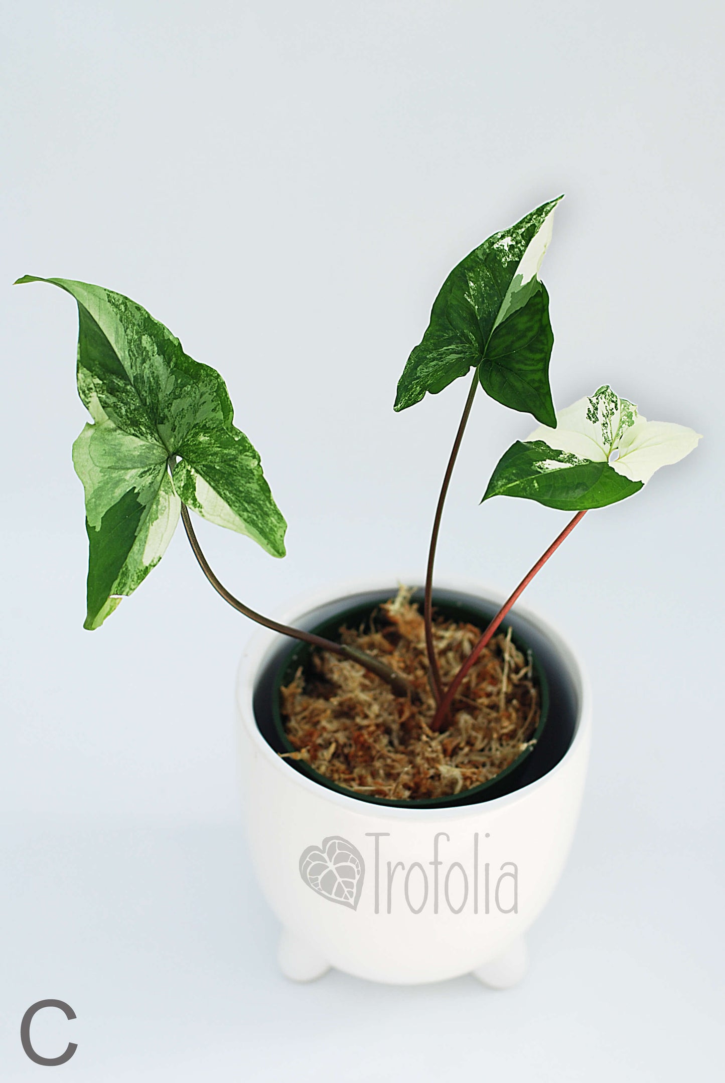 Syngonium Podophyllum Albovariegata (multiple sizes) - Trofolia