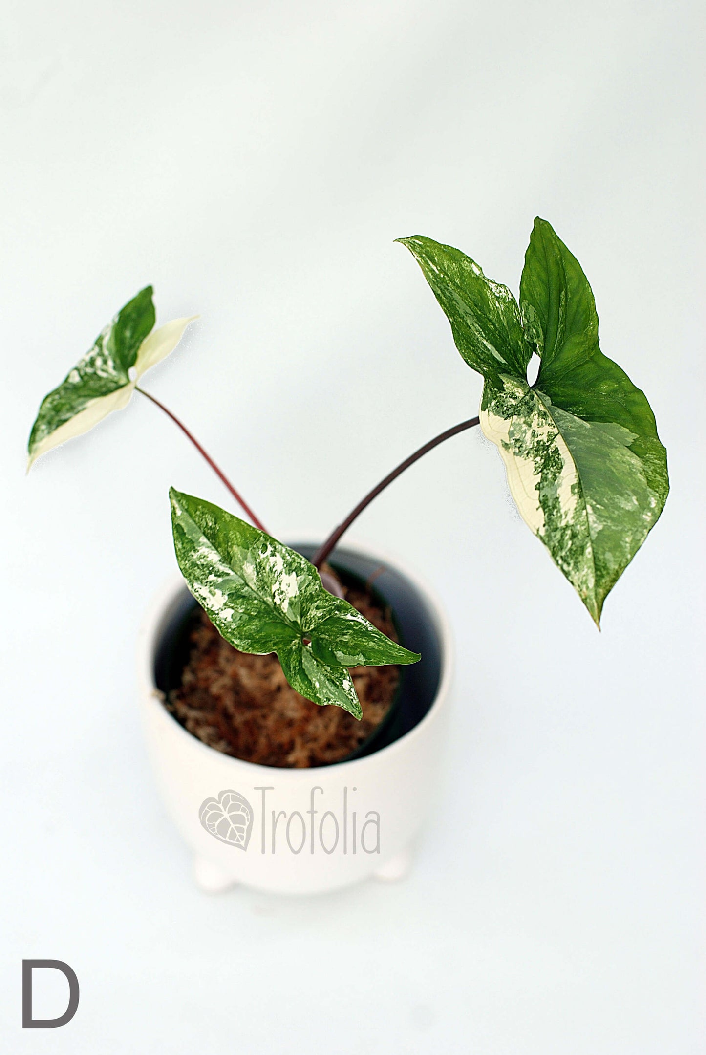 Syngonium Podophyllum Albovariegata (multiple sizes) - Trofolia