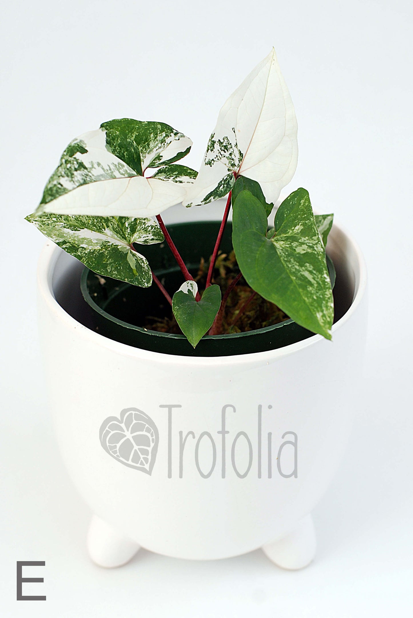 Syngonium Podophyllum Albovariegata (multiple sizes) - Trofolia