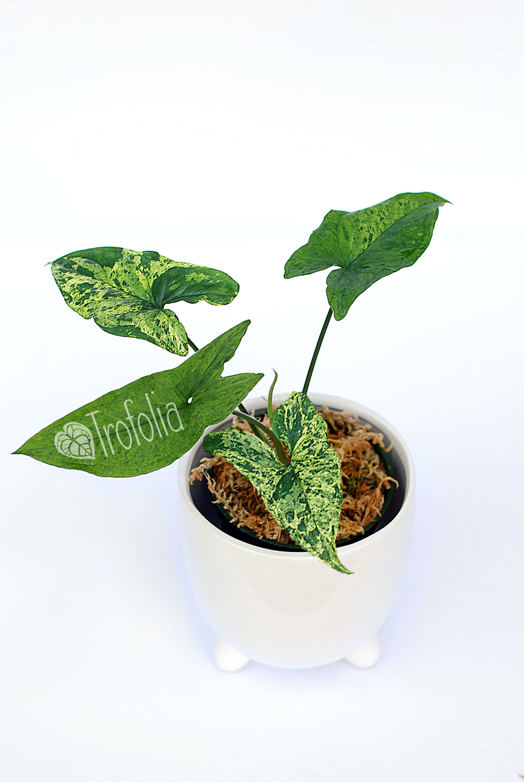 Syngonium Podophyllum 'Mojito' - Trofolia